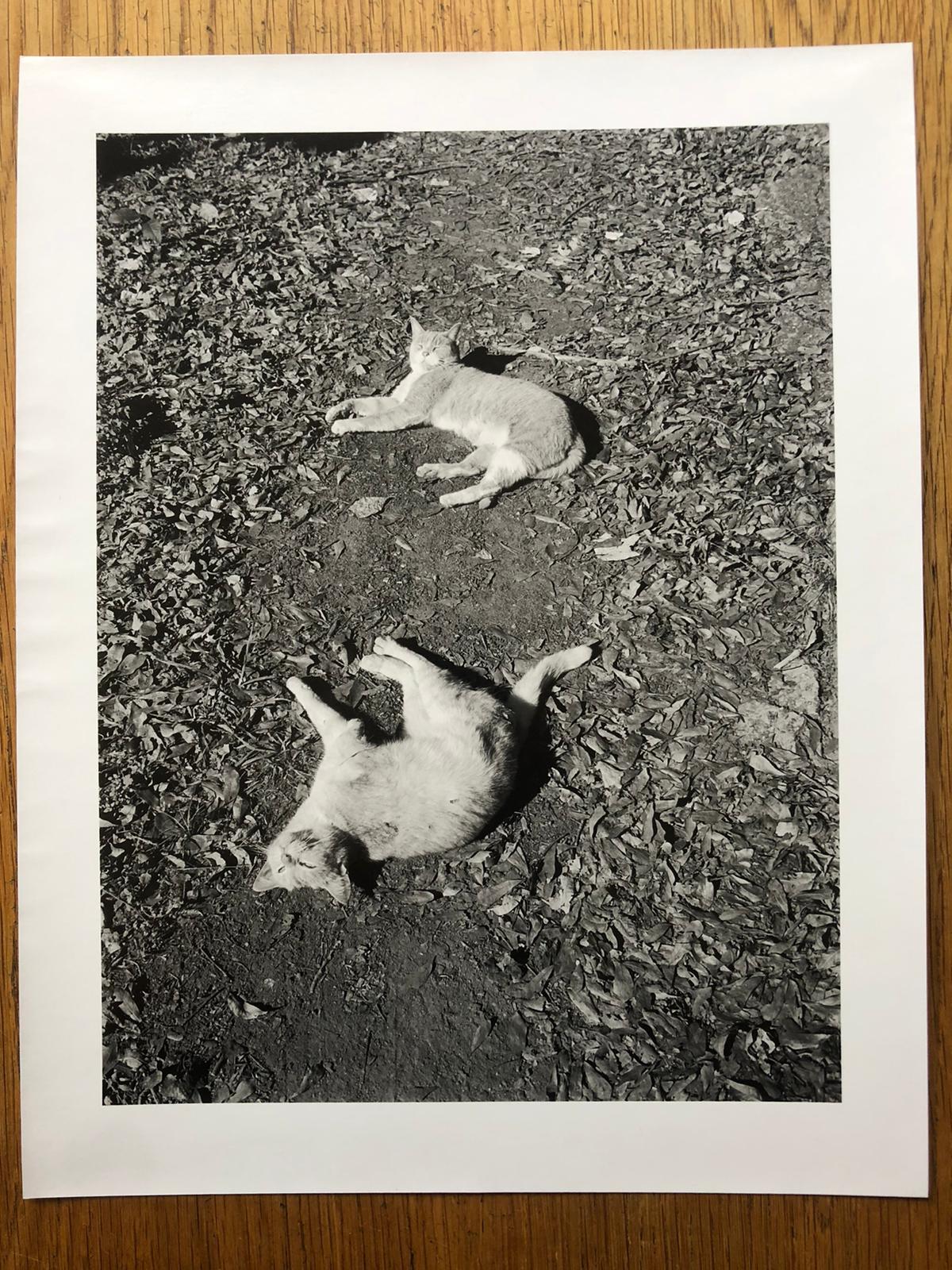 SIX BY SIX | Set 1: East Baltimore, Motel Club, Amwell, Machu Picchu, The Ancient Tigers of my Neighborhood, Expressways 1986 - Image 18