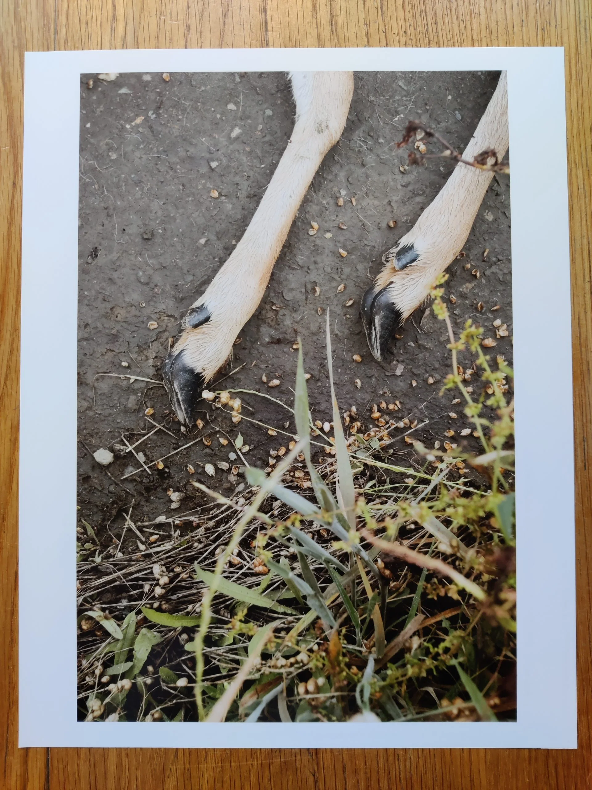 SIX BY SIX | Set 3: House Near Akron; On View; LAX NAZ: Los Angeles International Airport Noise Abatement Zone (Exterior Views), 1975; Fishnet; Timber Cove; Slow Fade to Black - Image 24