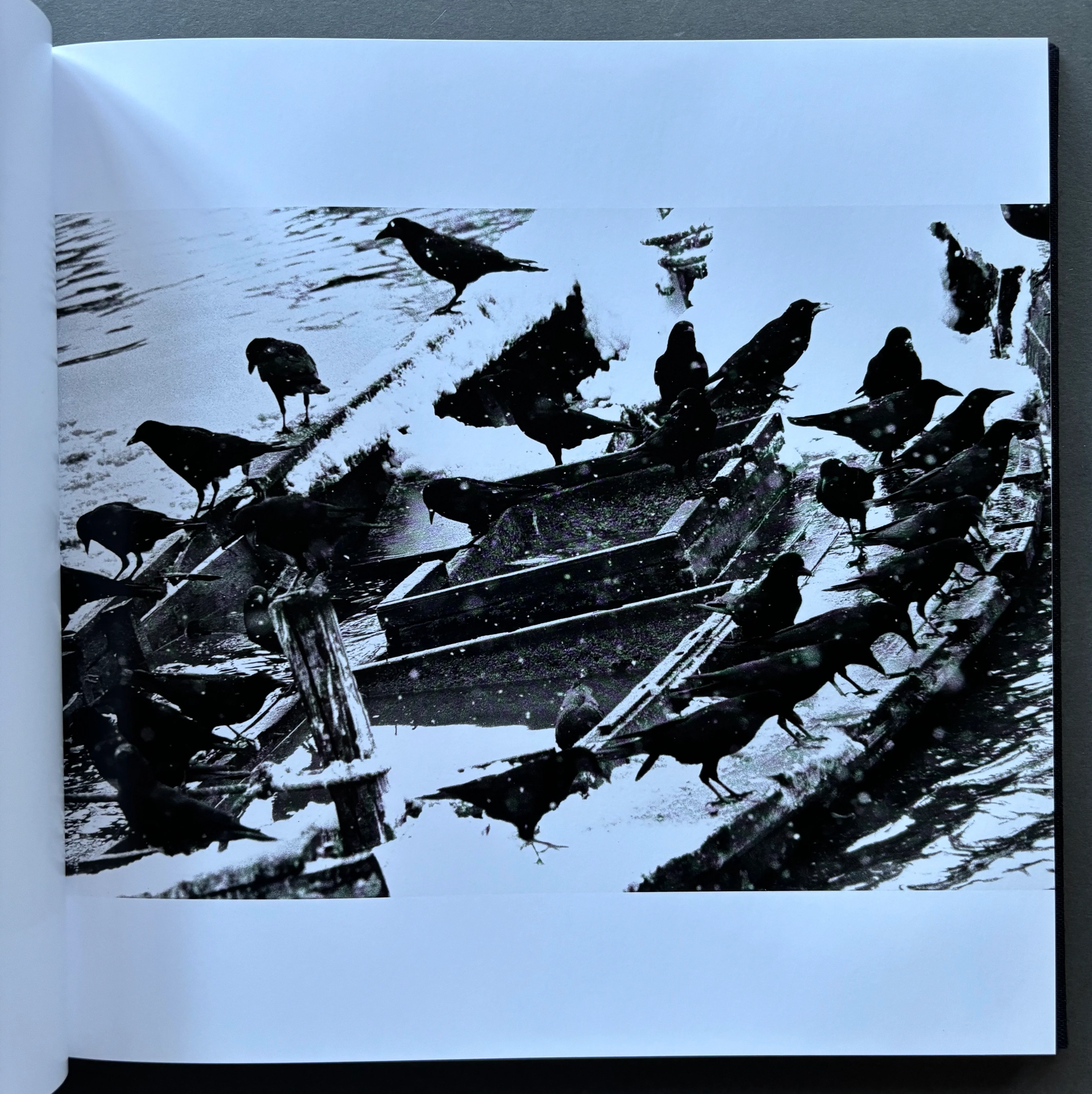 Solitude of Ravens - Image 2