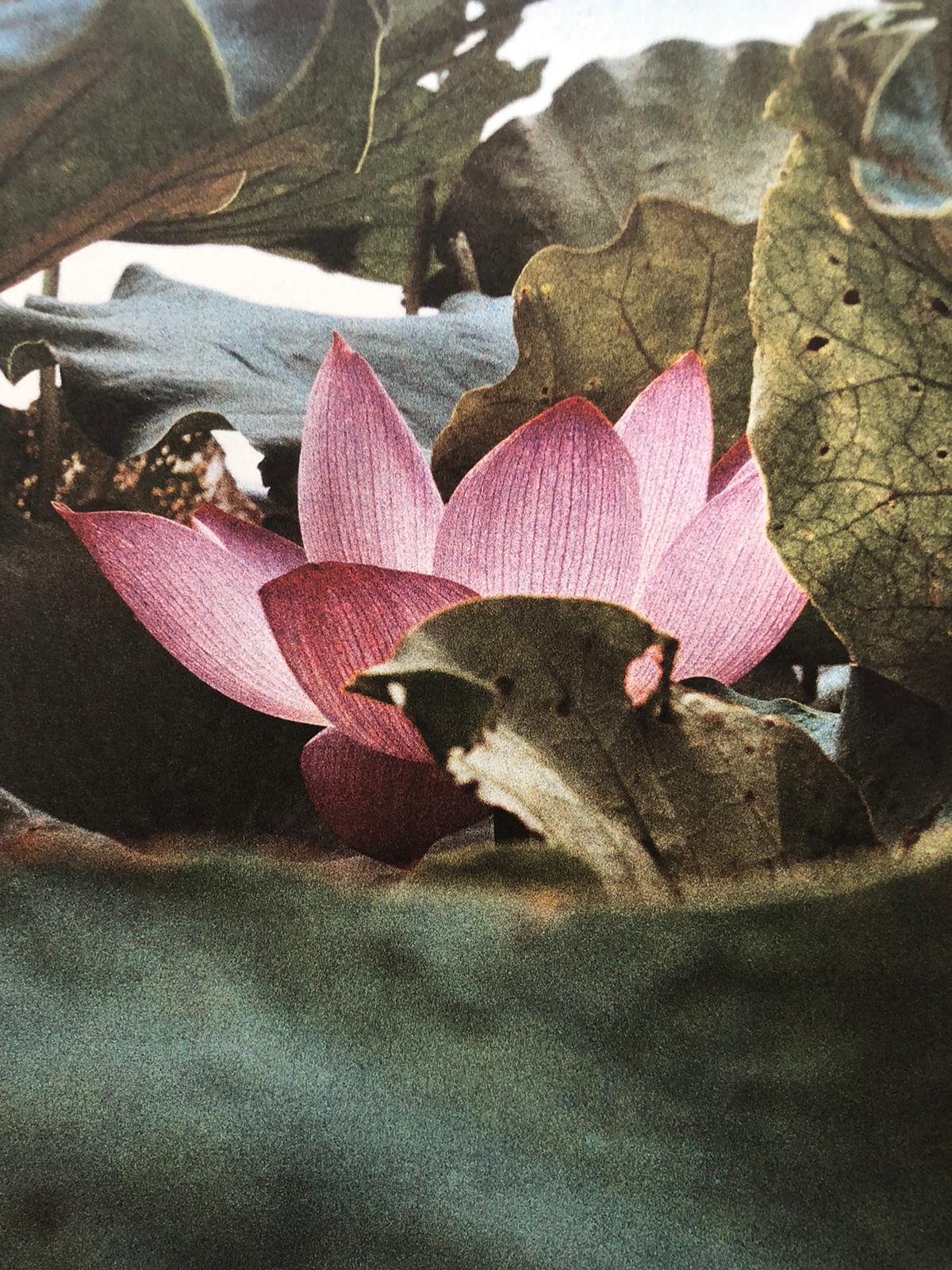 Song Flowers - Image 2