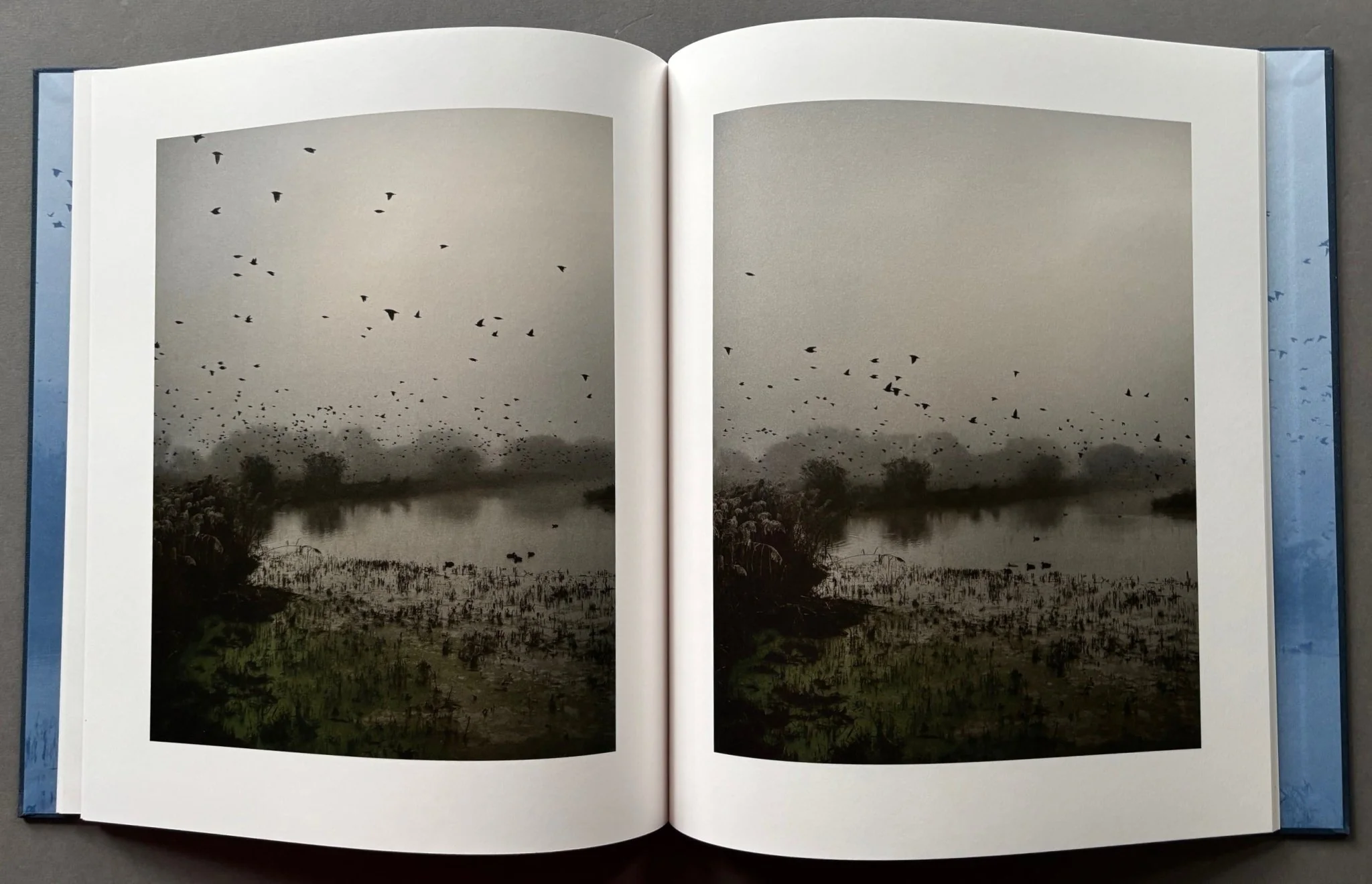 Starlings - with signed print - Image 7