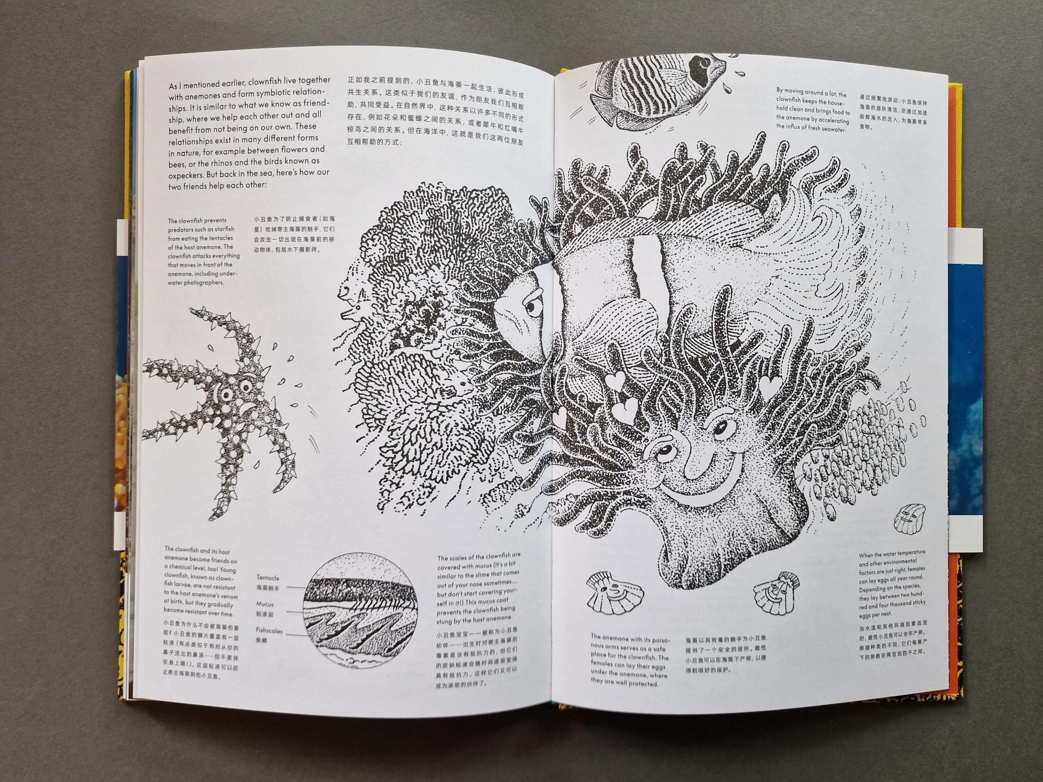 The Anemone, the Clownfish and Dr. Song - Image 6