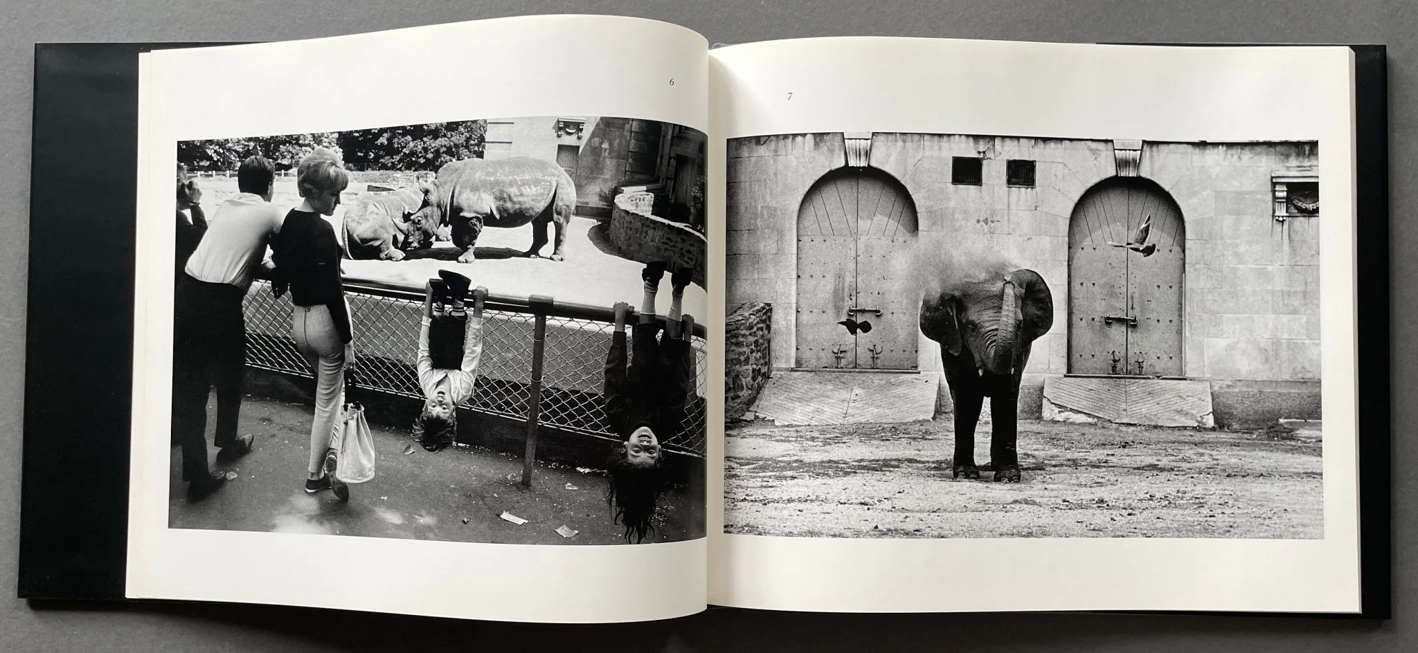 The Animals - Image 3