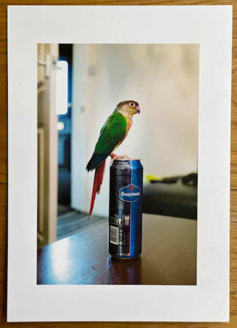 The Budgie Died Instantly - Special Edition (4 Print Options) - Image 2