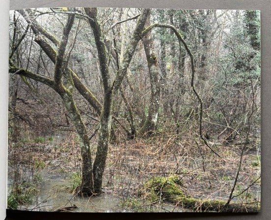 The Floods (The Collectors Edition) - Image 5