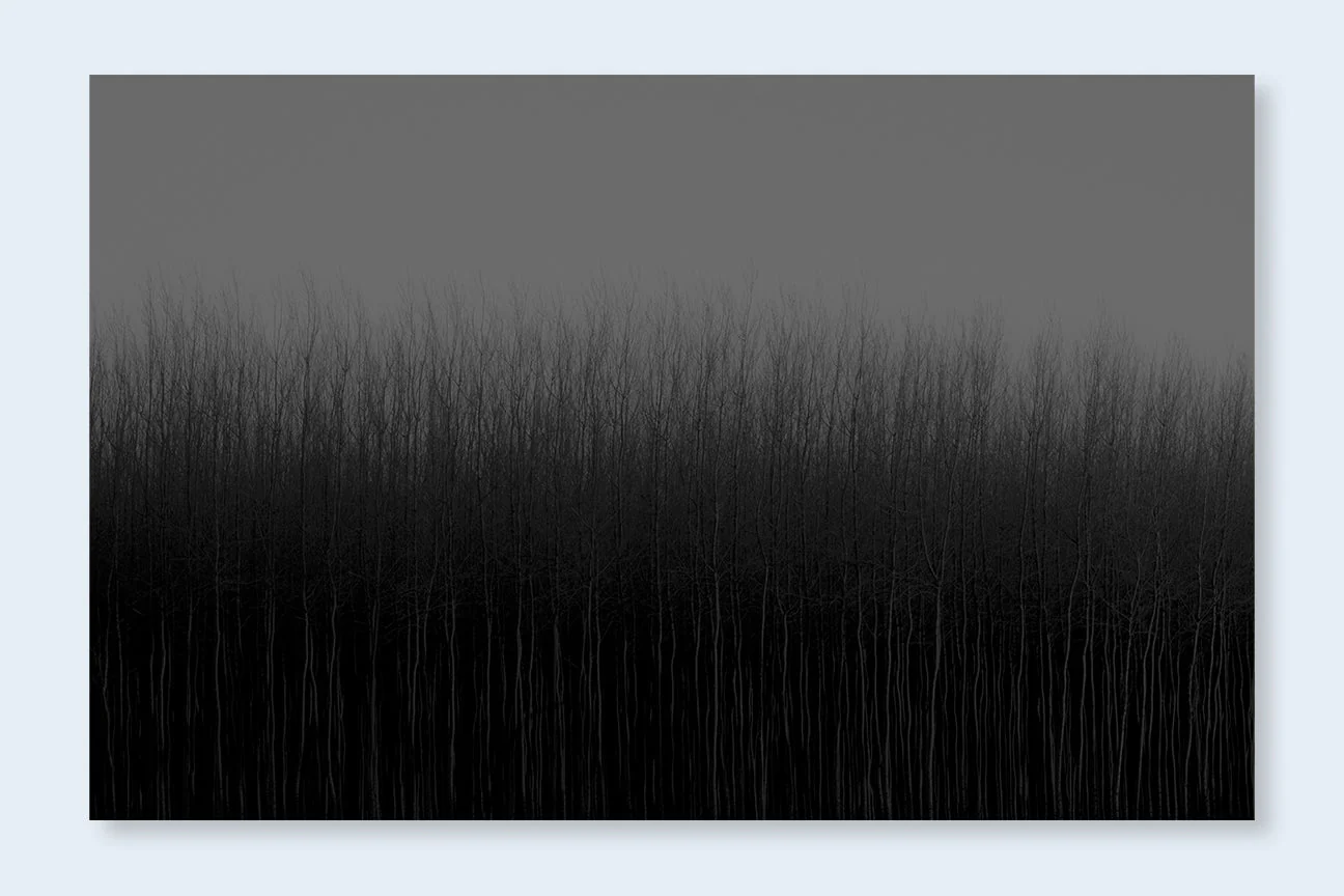 The Shadow's Veil - Image 11
