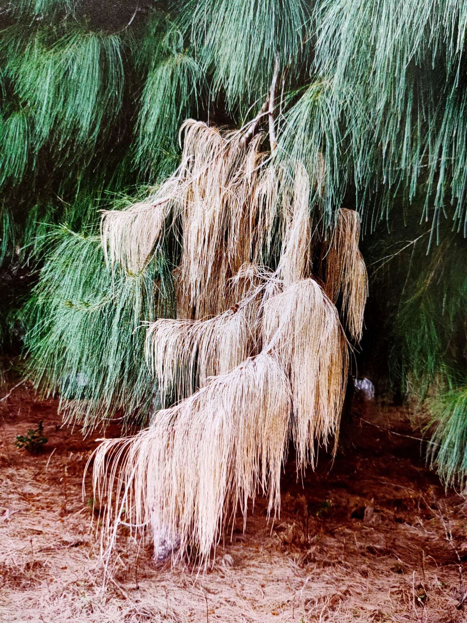 The Wind Island - Image 7
