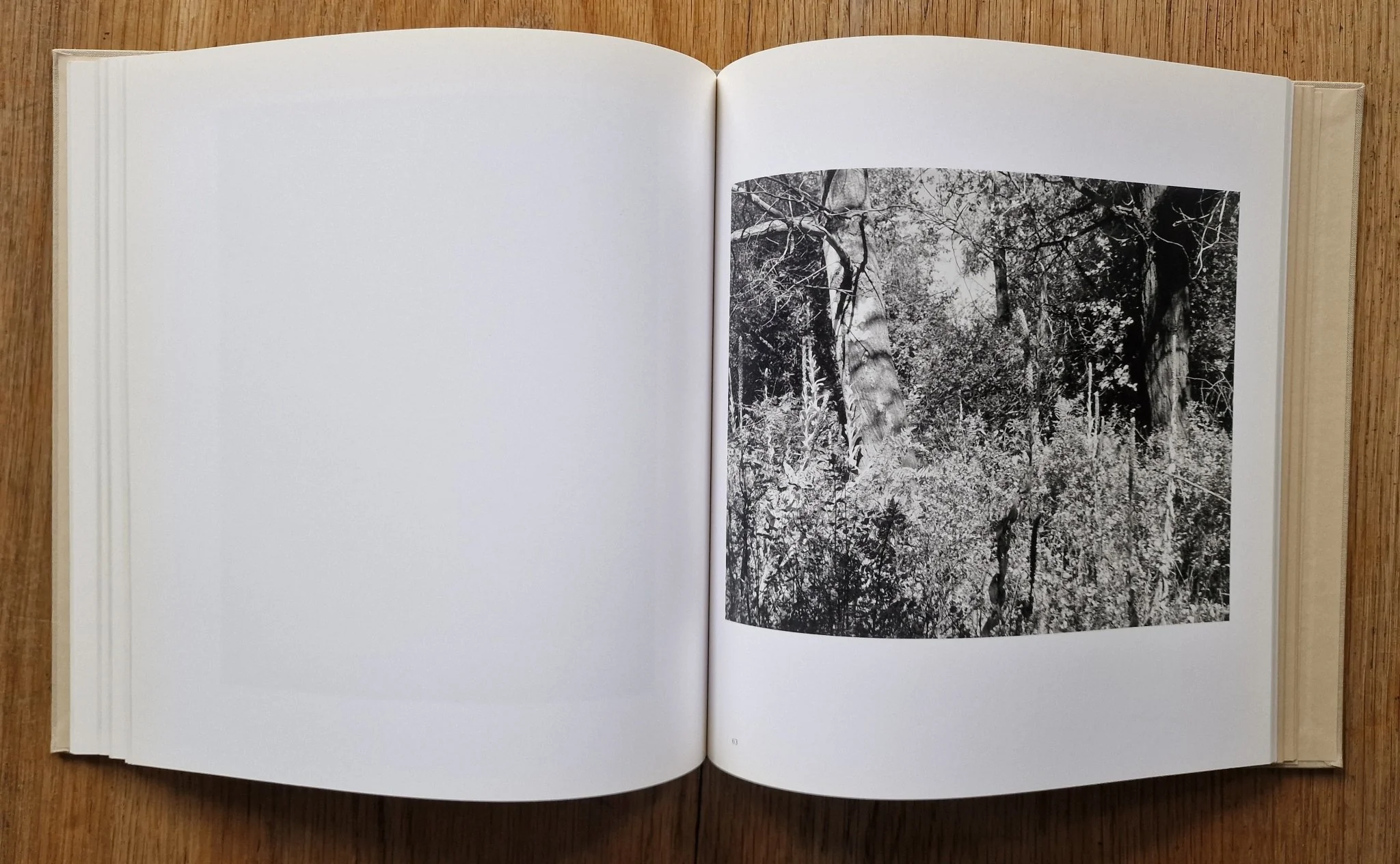 Tree Line: The Hasselblad Award 2009 - Image 5