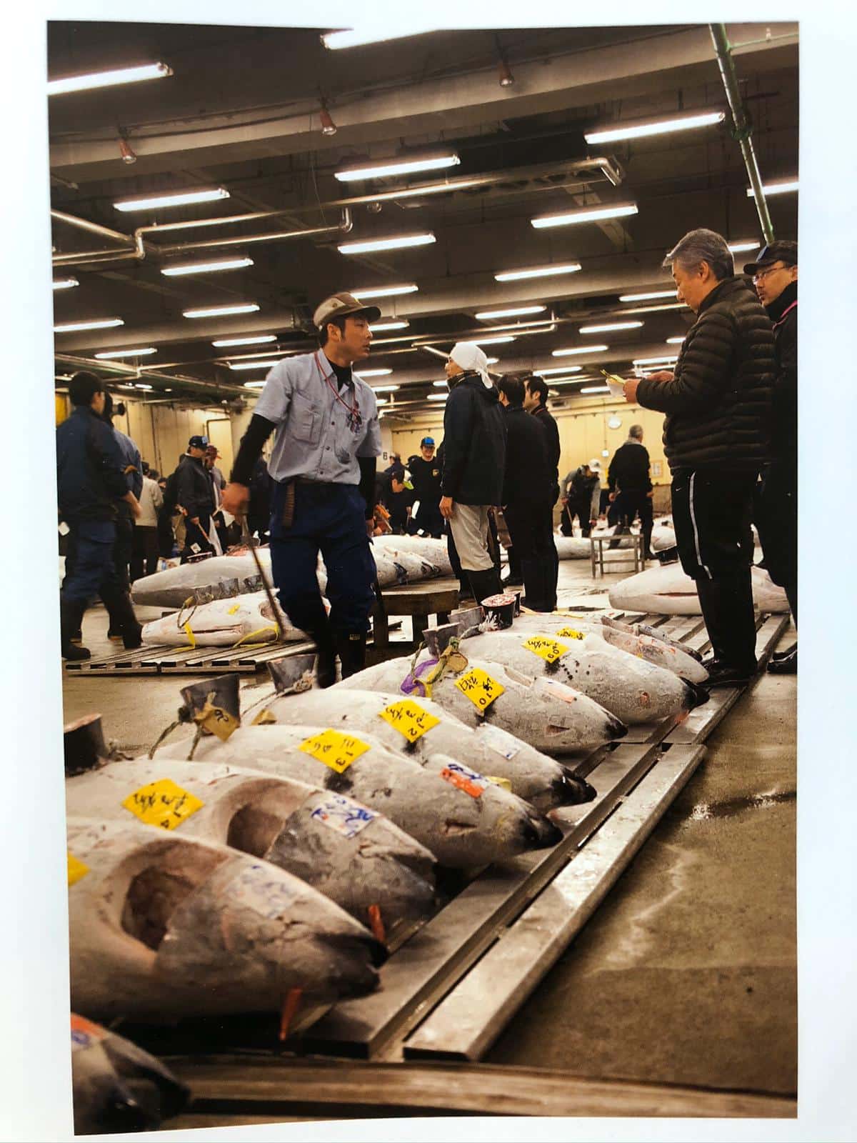 Tsukiji Shijo - Image 6