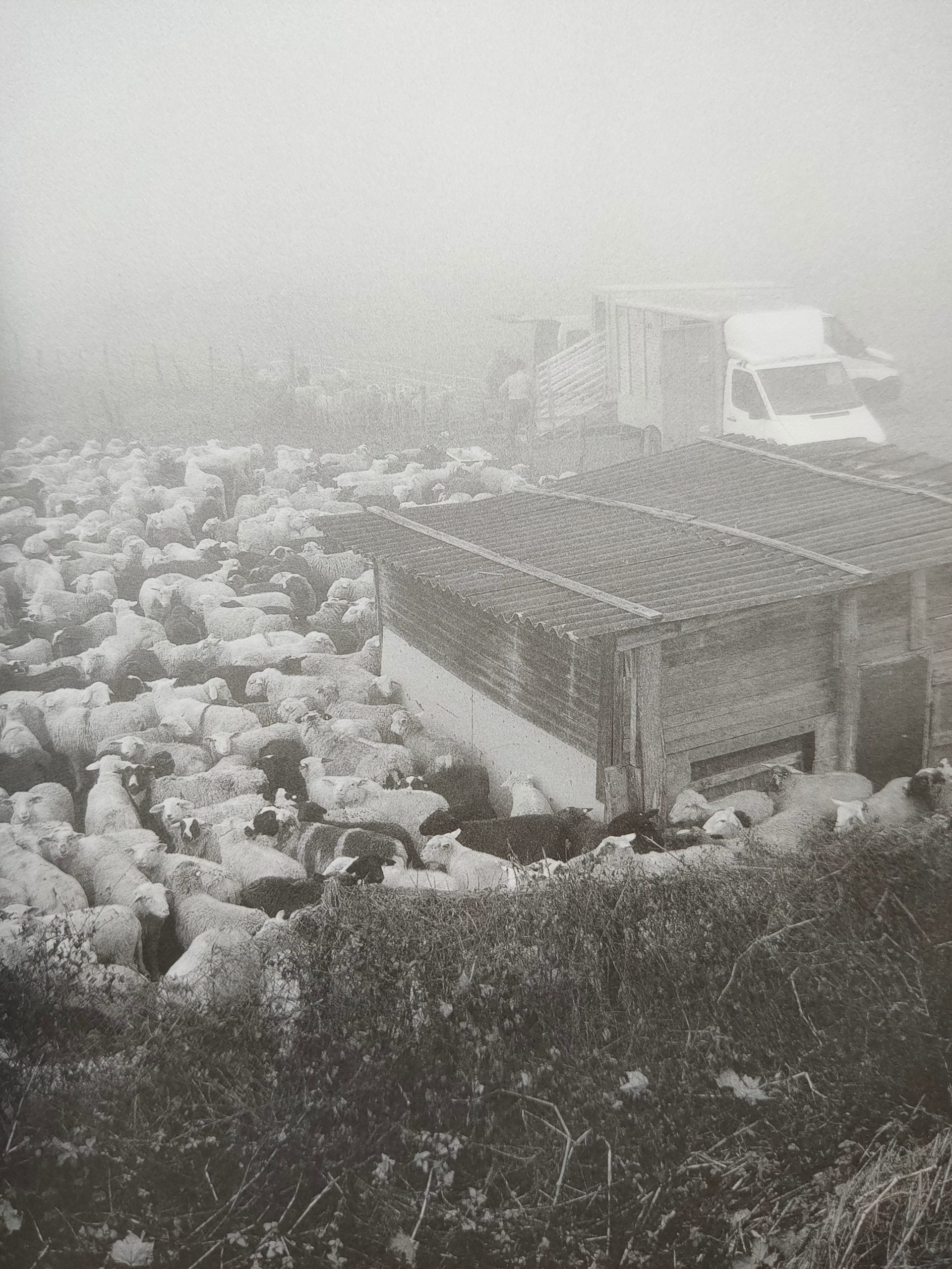 Turistica - Image 2