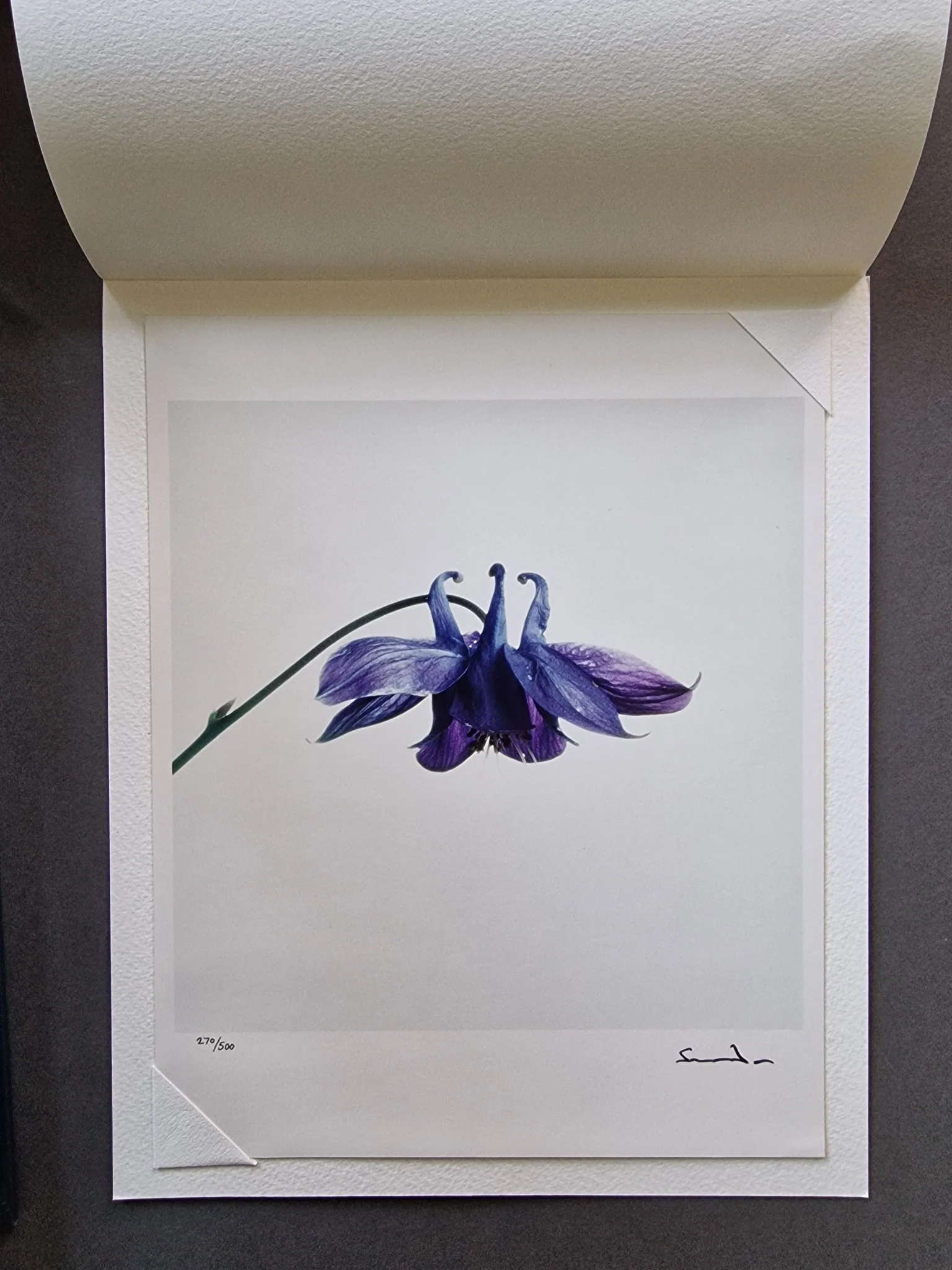 Wild Flowers - Image 10