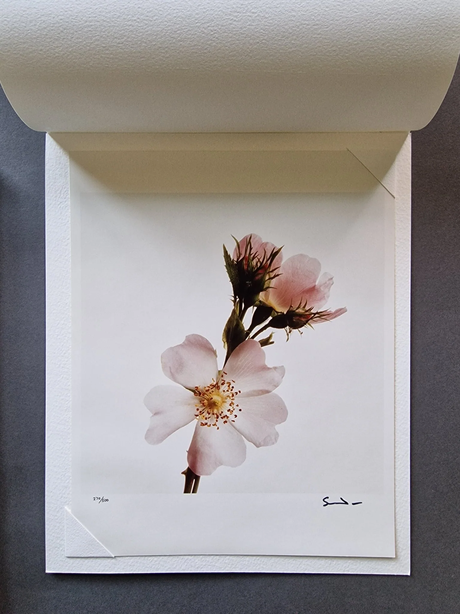 Wild Flowers - Image 3