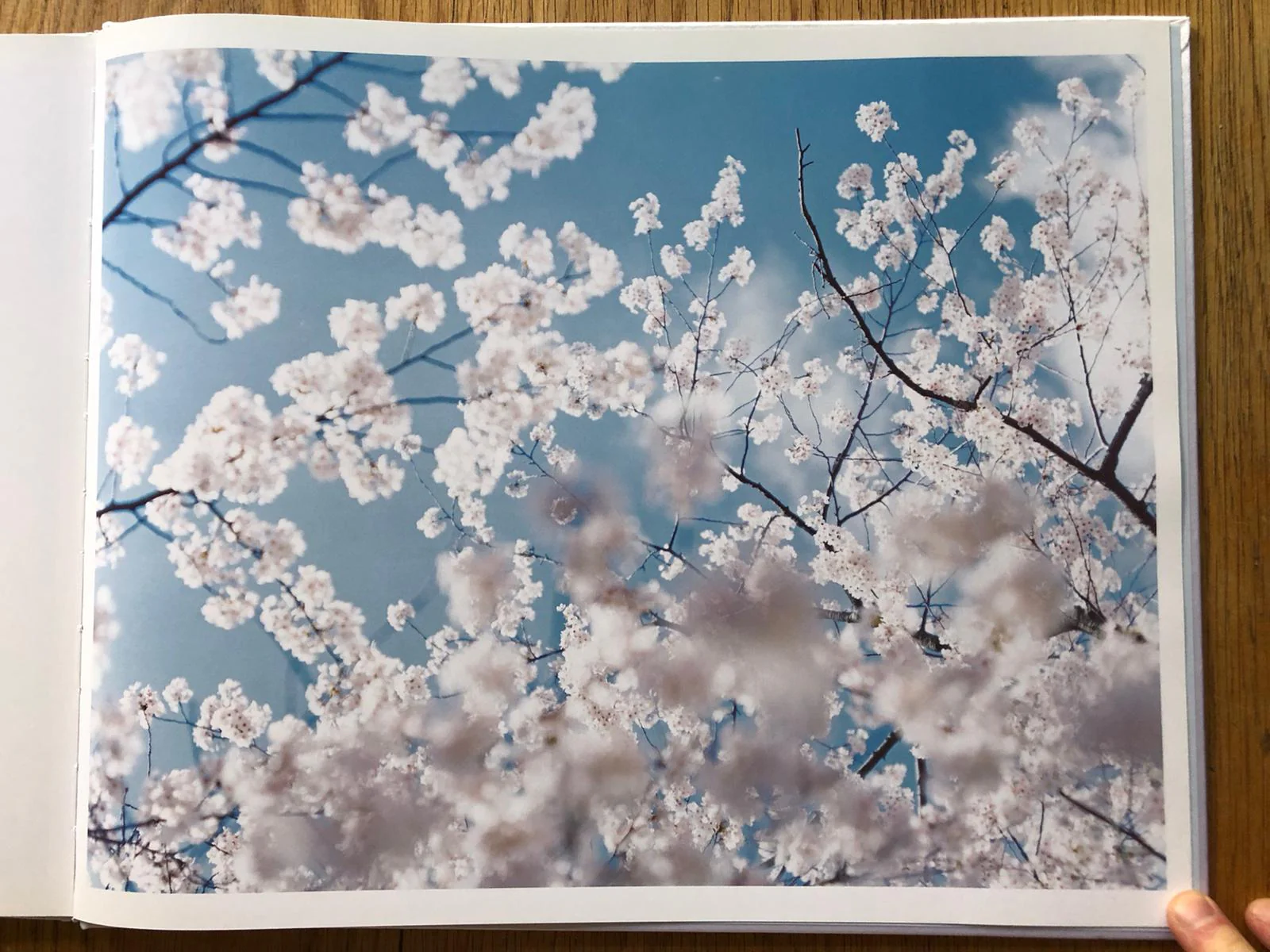 Yuki Sakura - Image 2